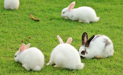 The White Rabbits on garden in Thailand