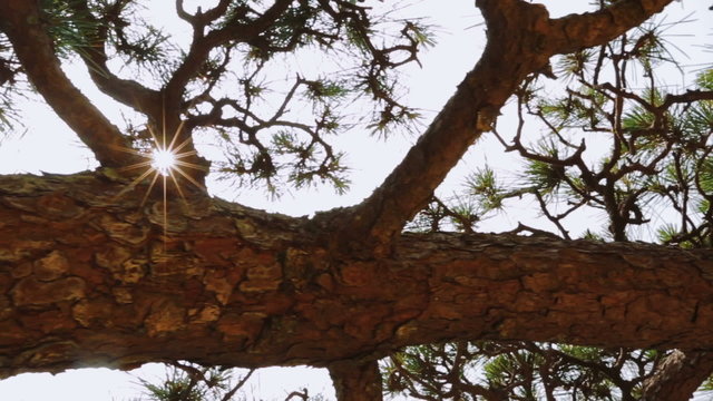 Japanese pine tree (matsu) dolly shot