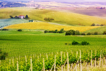 Fototapeta na wymiar Vineyard in Tuscany landscape, Italy