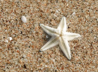 The Starfish on the Beach in Thailand