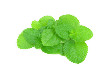 Mint leaf close up on a white background