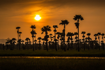 Sugar palm with sunset
