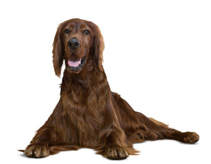 Lying Red Irish Setter