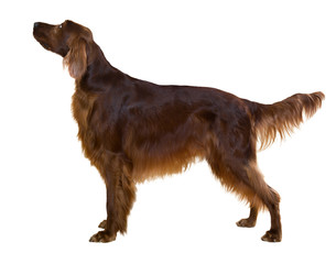 Side view of standing male red irish Setter