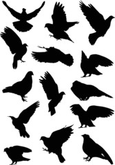 fourteen dove silhouettes isolated on white