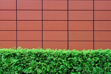 Hedges and Brown Tiled Wall