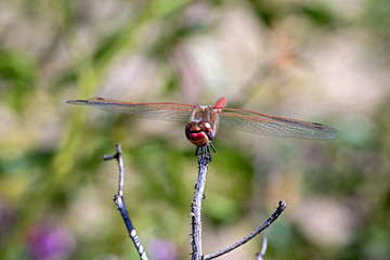 Dragonfly