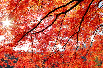 紅葉するカエデ