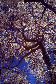 Infrared Oak Branches