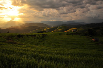 Obraz premium Sunset on Rice Fields Landscape