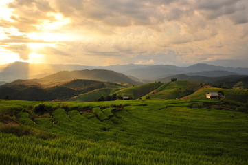 Sunset on Rice Fields Landscape