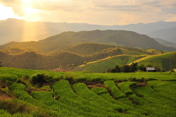 Sunset on Rice Fields Landscape