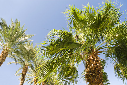 Green palm tree on blue sky background