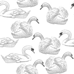 sketch swan © Tapilipa