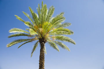 Obraz na płótnie Canvas Green palm tree on blue sky background