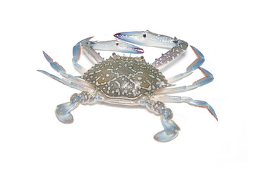 Crab isolated on white background