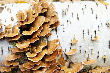 Mushrooms on birch tree in autumn forest