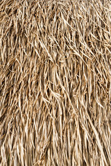 Dry grasses roof
