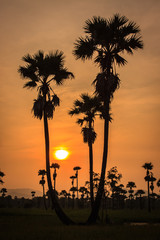 Silhouette of  sugar palm.