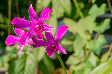 closeup  Dendrobium orchids