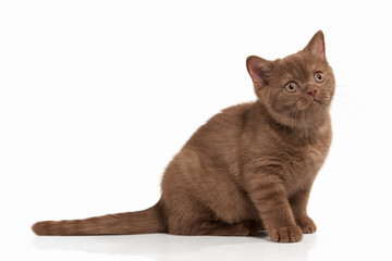 Cat. Small cinnamon british kitten on white background