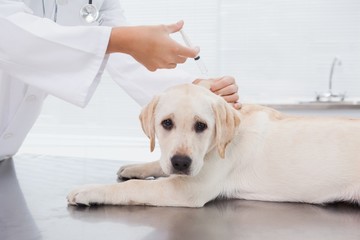 Veterinarian doing injection at a cute dog
