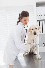 Fototapeta na wymiar Happy veterinarian examining a cute dog with stethoscope