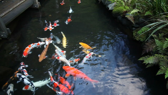 รูปภาพShusui เลือกดูภาพถ่ายสต็อก เวกเตอร์ และวิดีโอ35 Adobe Stock