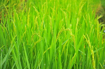 Fototapeta na wymiar Rice Paddy Plants