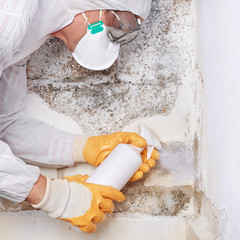 Pest controler eliminiates a mold infestation