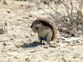 Buschhörnchen