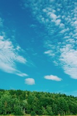 Blue sky over forest