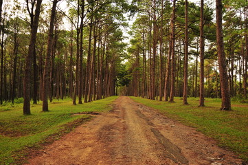 Pine Trees in the Forest