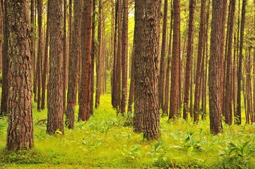 Pine Trees in the Forest
