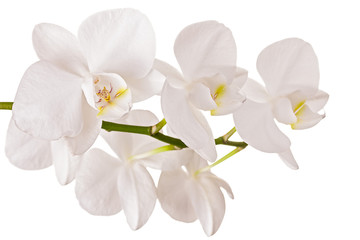 Naklejka na ściany i meble Beautiful orchid on white background
