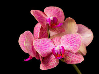 Naklejka na ściany i meble Beautiful orchid on dark background