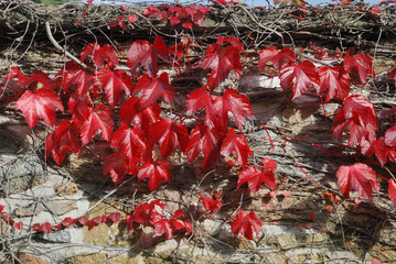 Virginia creeper at autumn