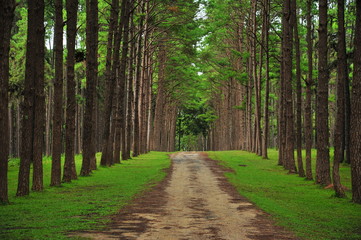 Pine Trees in the Forest