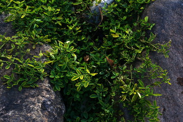 Obraz premium растения