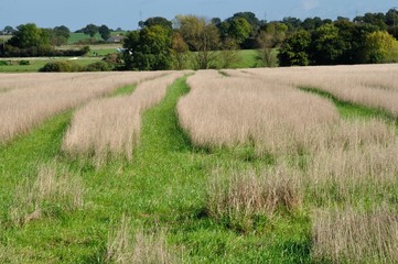 Rural landscape in France