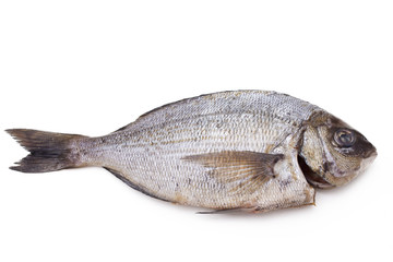 Isolated fresh bream