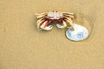 Fototapeta na wymiar Crabs are looking for food on the beach with space for text.