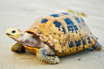 Turtle a large marine reptile with a bony or leathery shell and