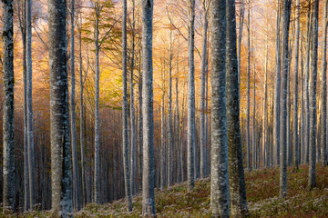 faggi, faggieta 7930