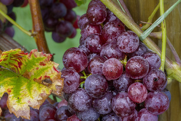 Weinernte Reben roter Gutedel