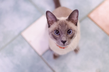Siamese cat looking up