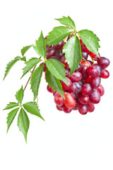 Bunch ripe, fresh red grapes with leaves isolated on a white bac