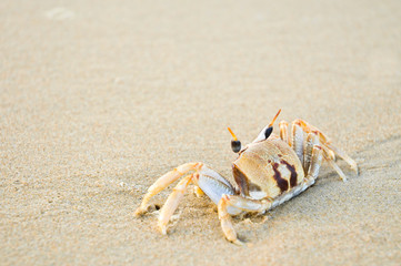 Fototapeta na wymiar Crabs are looking for food on the beach with space for text.