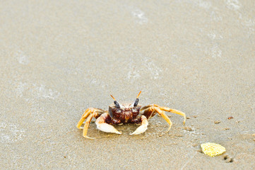 Crabs are looking for food on the beach with space for text.