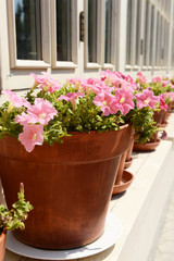 Fototapeta na wymiar Flower pots, outdoors
